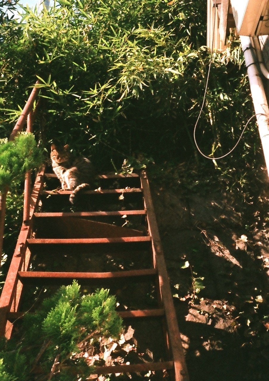 OLYMPUS-PEN EE3 - フィルムカメラレビュー|Hisa Foto|note