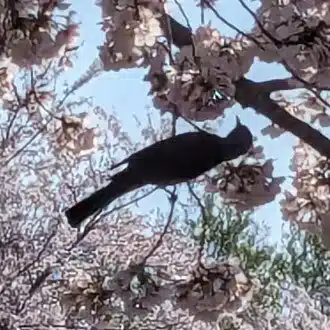 高遠　ちどり