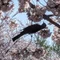 高遠 ちどり