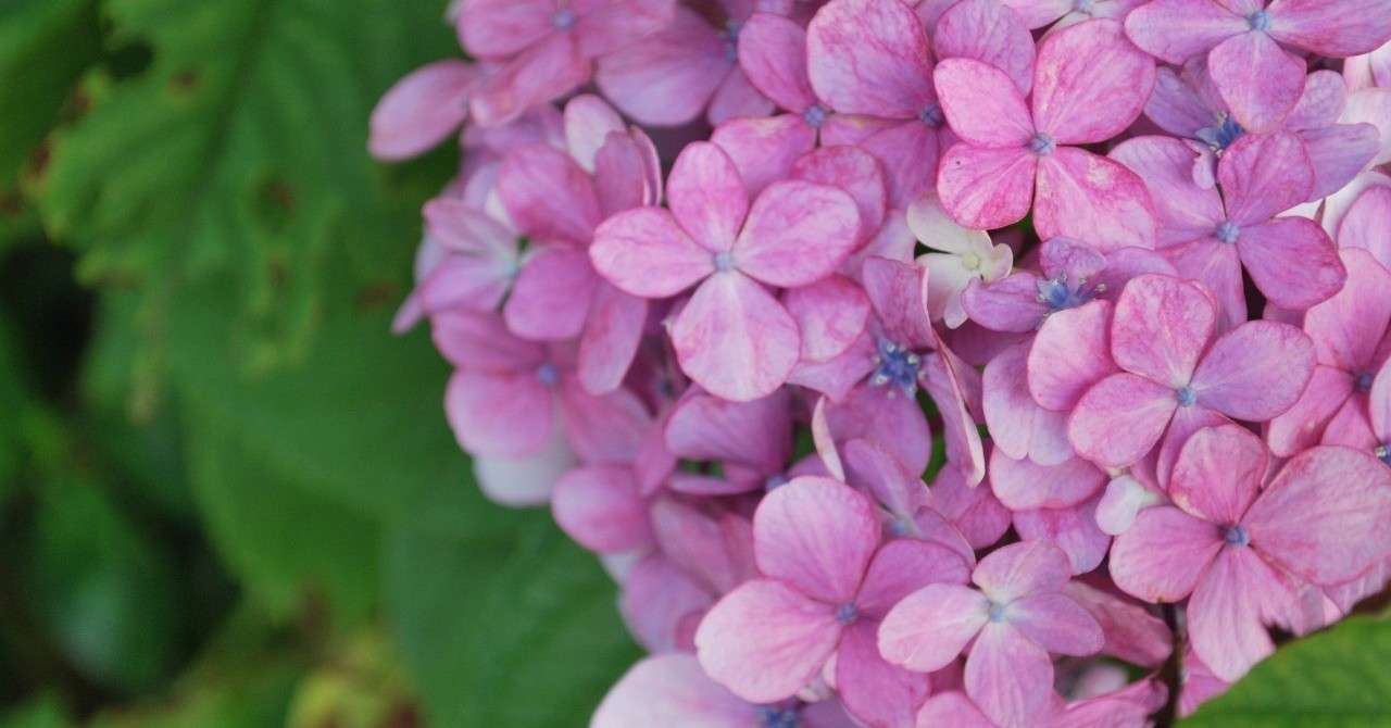 妊娠中に役立ったアプリは3つ かよ バリキャリが育児に奮闘 Note