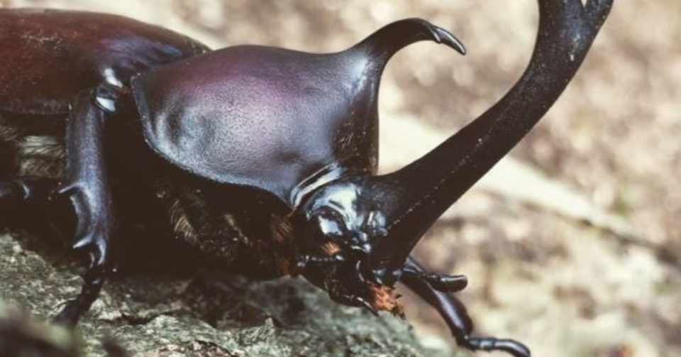 親の気持ち 子供の気持ち カブトムシの気持ち 河中志麻 Note