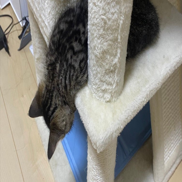 何見てるんだろ？と思ったら寝てた」のぞき込むように眠る猫ちゃん