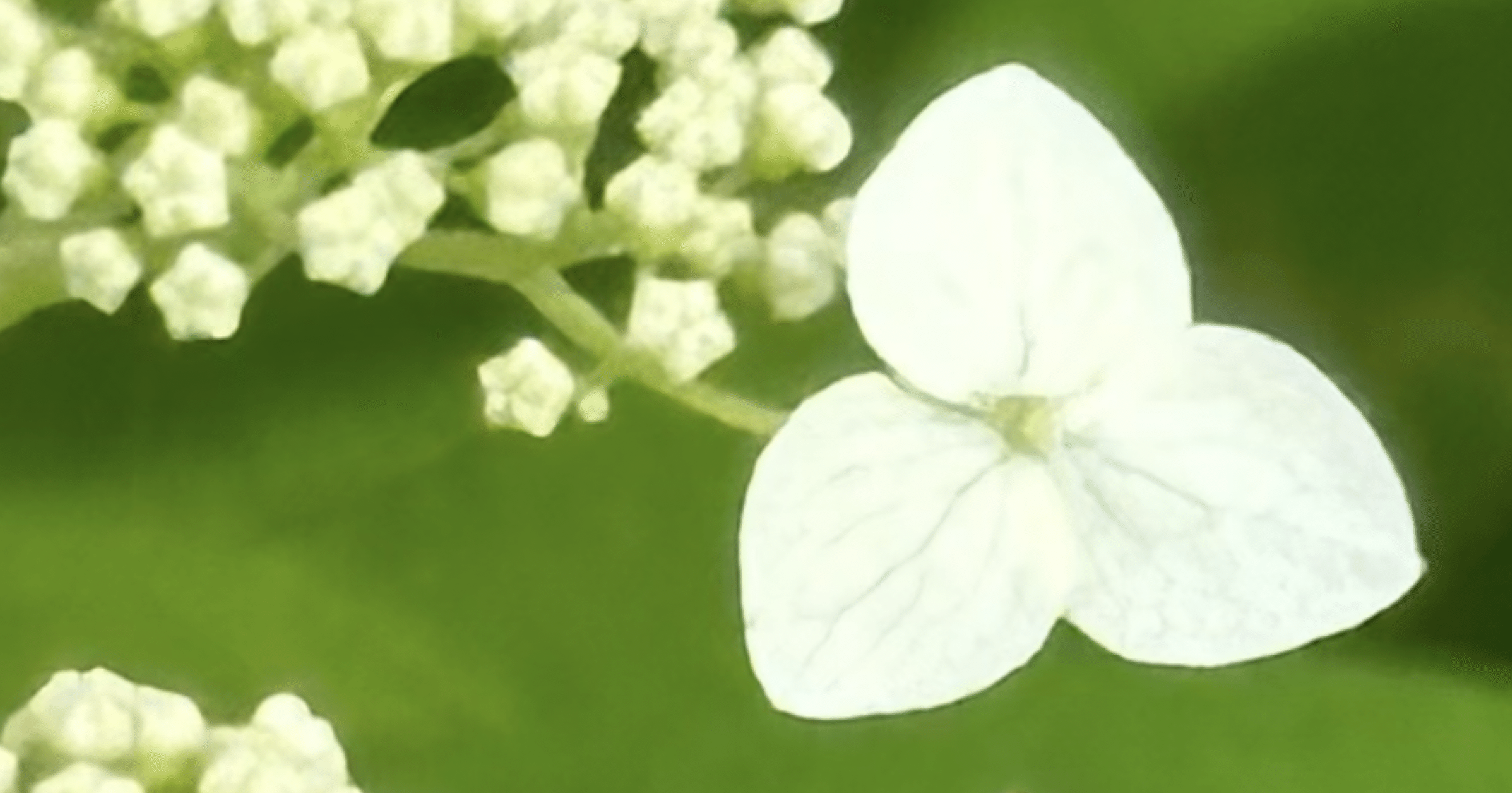 ハイドランジア アルボレッセンス 洋物アジサイで人気の『アナベル』の