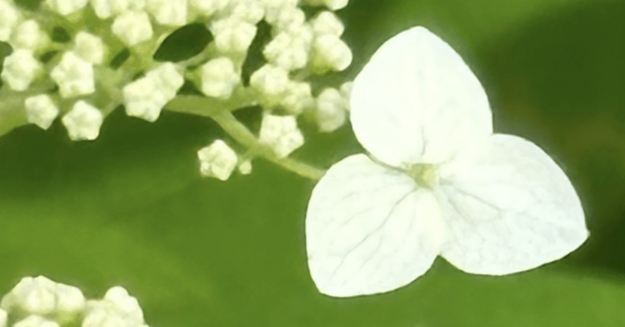 ハイドランジア アルボレッセンス 洋物アジサイで人気の『アナベル』の