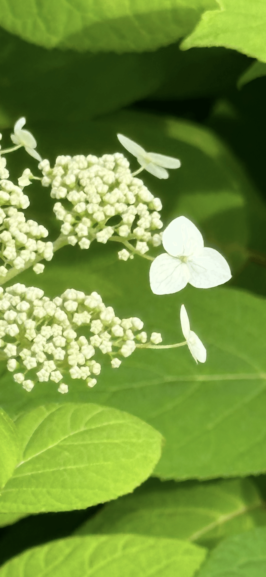 ハイドランジア アルボレッセンス 洋物アジサイで人気の『アナベル』の