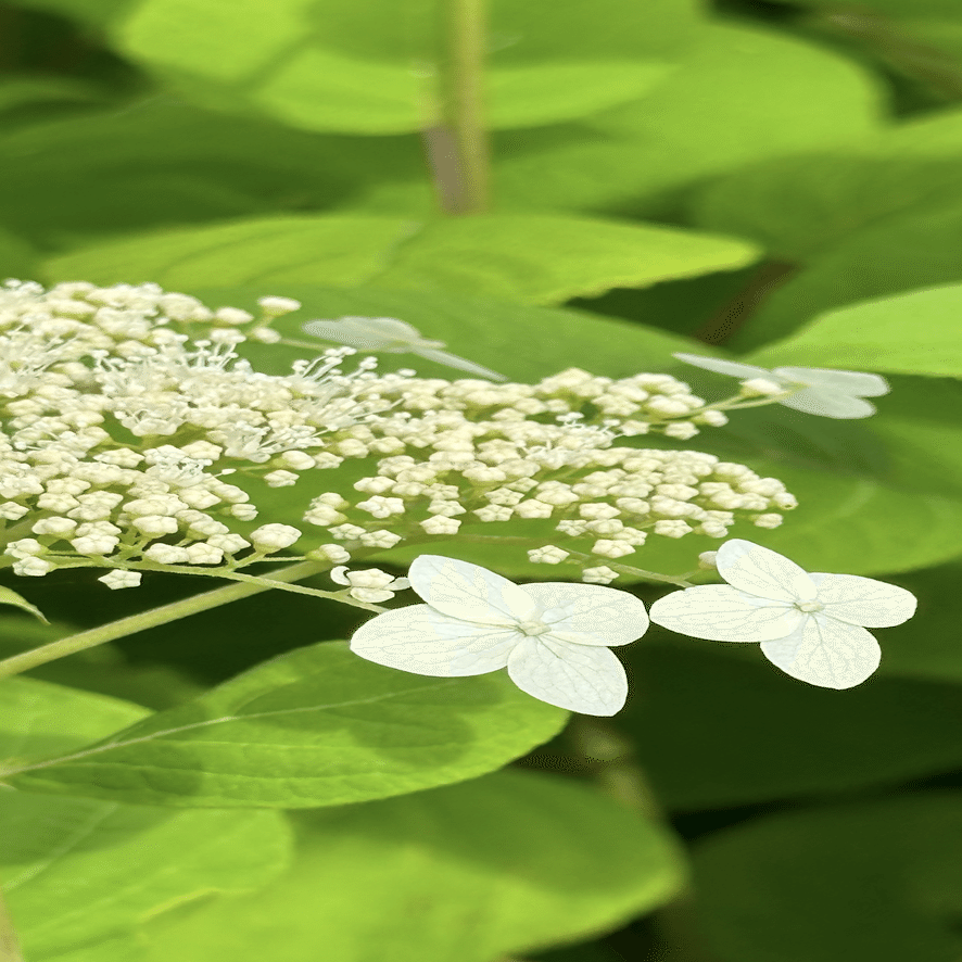 ハイドランジア アルボレッセンス 洋物アジサイで人気の『アナベル』の