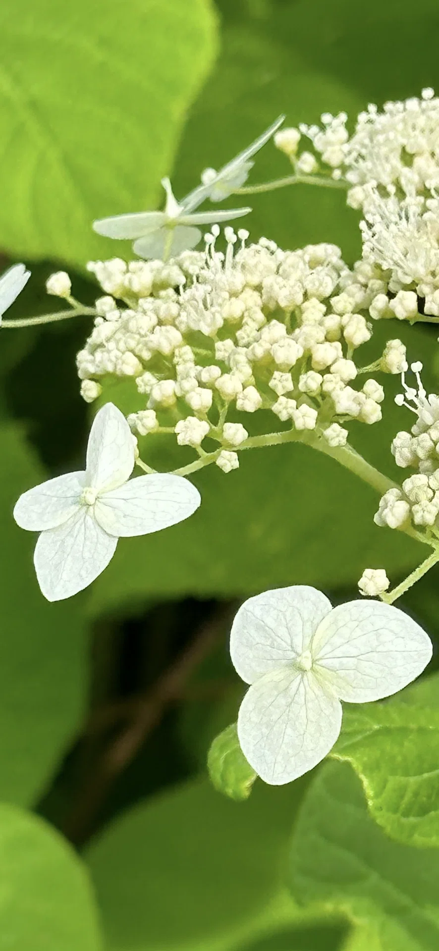 Hydrangea ハイドランジア ベルベリス ハイドランジア アルボレッセンス 洋物アジサイで人気の『アナベル』の
