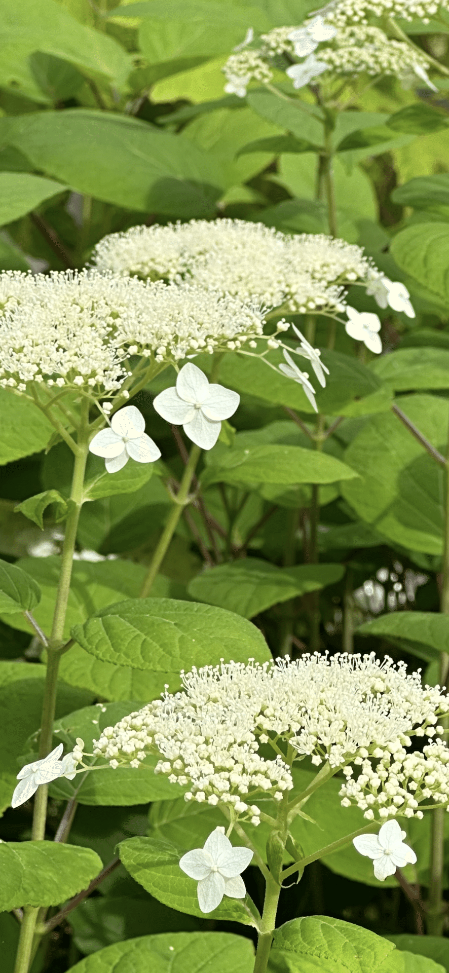 ハイドランジア アルボレッセンス 洋物アジサイで人気の『アナベル』の