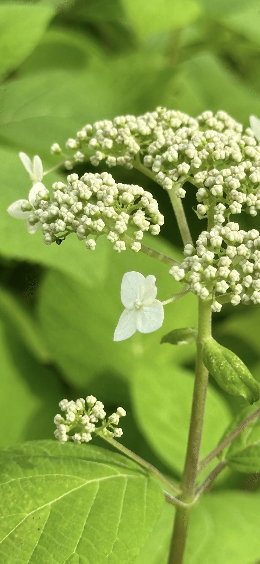 ハイドランジア アルボレッセンス 洋物アジサイで人気の『アナベル』の