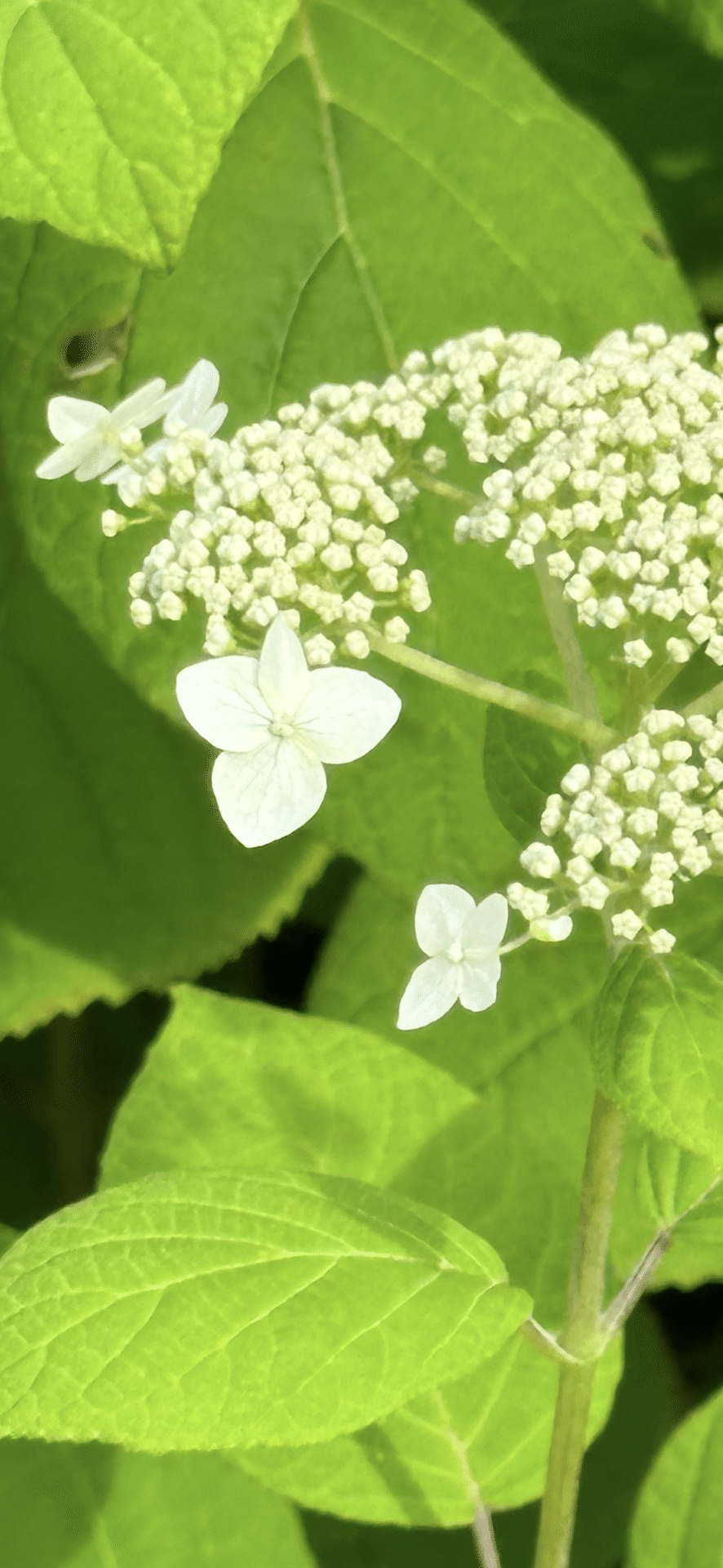 ハイドランジア アルボレッセンス 洋物アジサイで人気の『アナベル』の