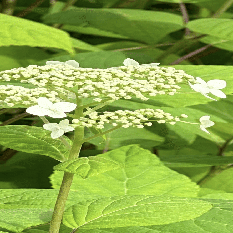 ハイドランジア アルボレッセンス 洋物アジサイで人気の『アナベル』の