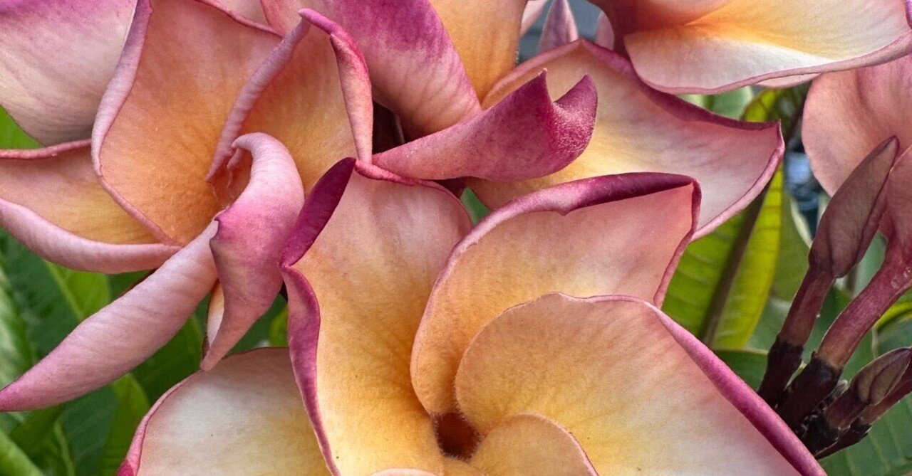 プルメリア10月｜nahai