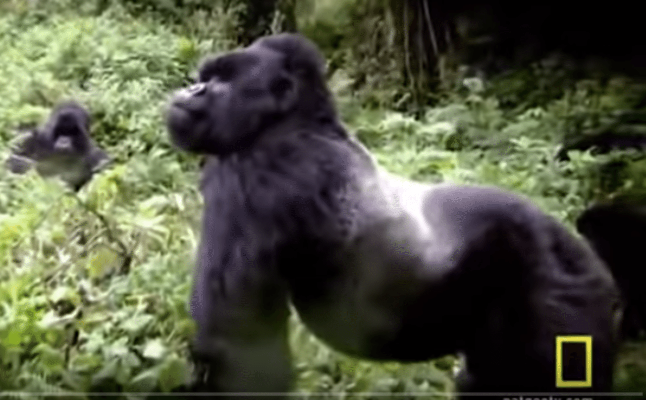 猿から学ぶ アルファメイルとは何か テツ Note