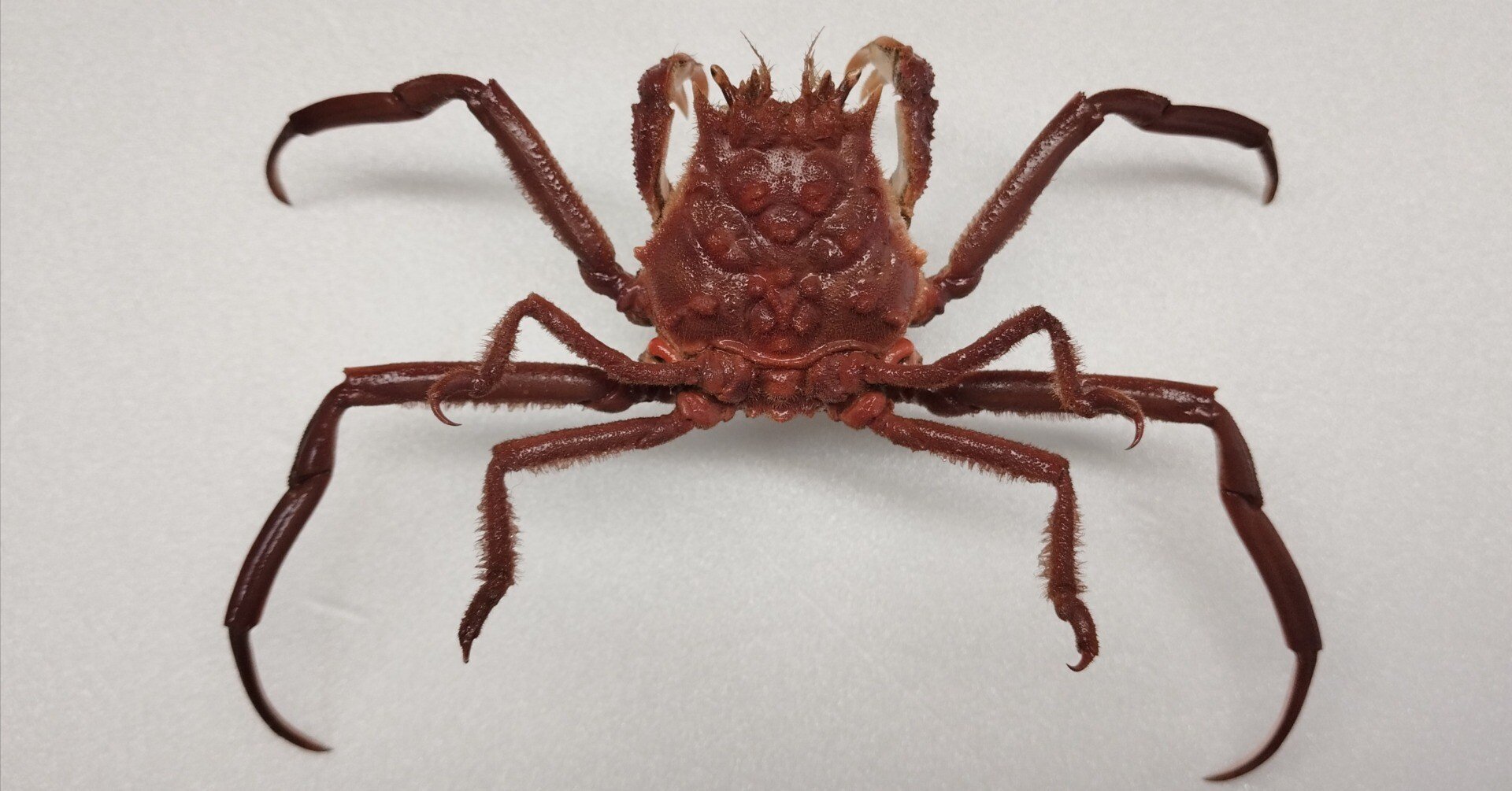 カケスの剥製 42995e0ee298959b2cc5c995352745