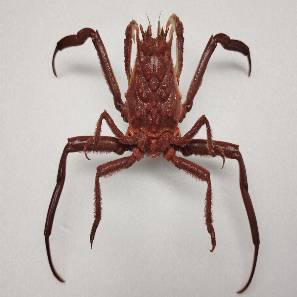 カケスの剥製 JTC ガスケットリムーバー JTC5806X | 公式オンラインショップ