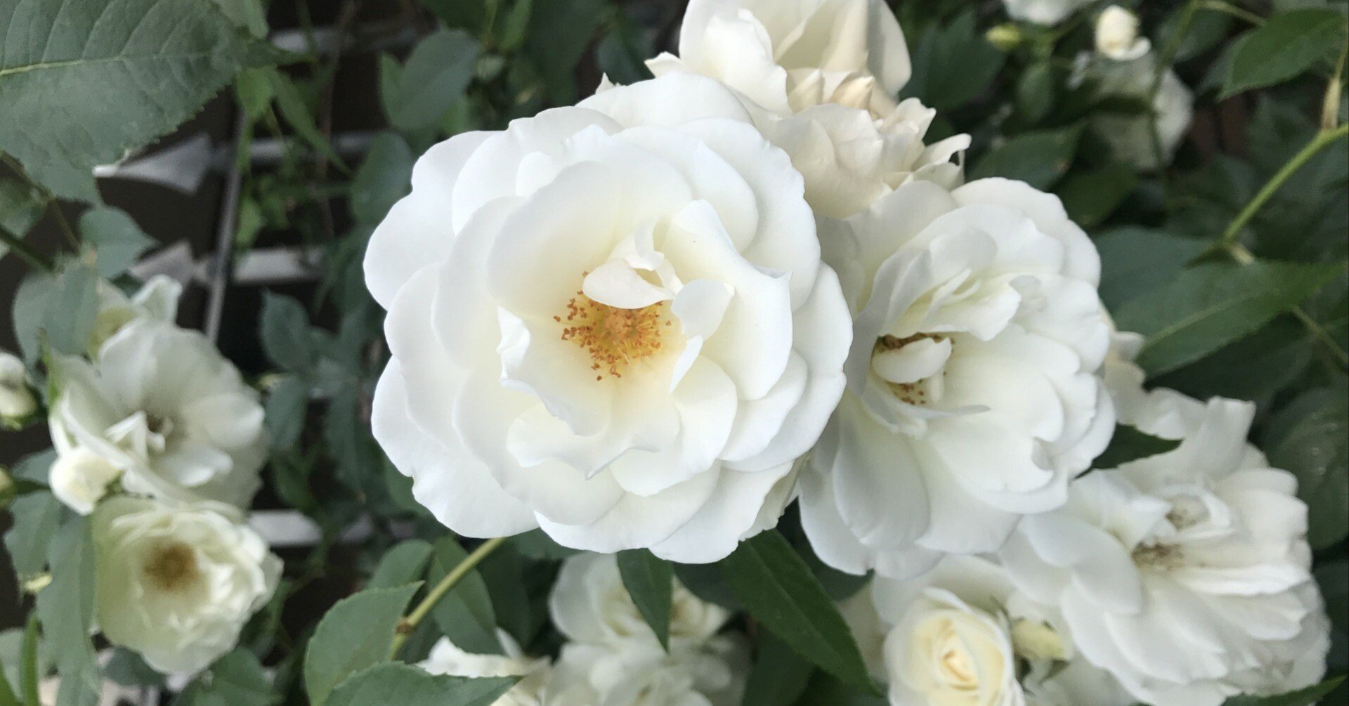 白い水差しのバラ da9f93b3223e7f0f083af1914d4dd8