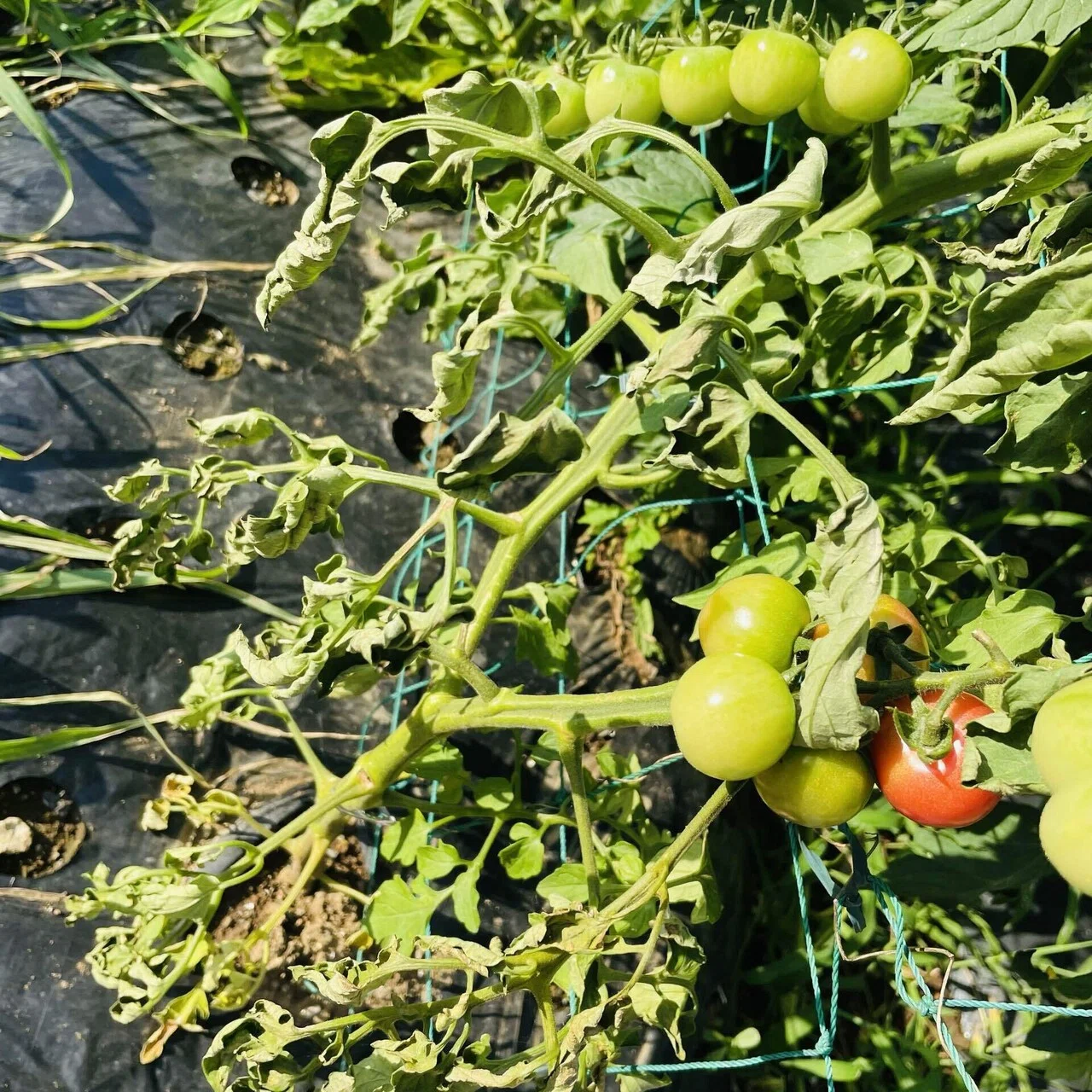一晩で野菜が枯れる?｜はる?家庭菜園愛好家