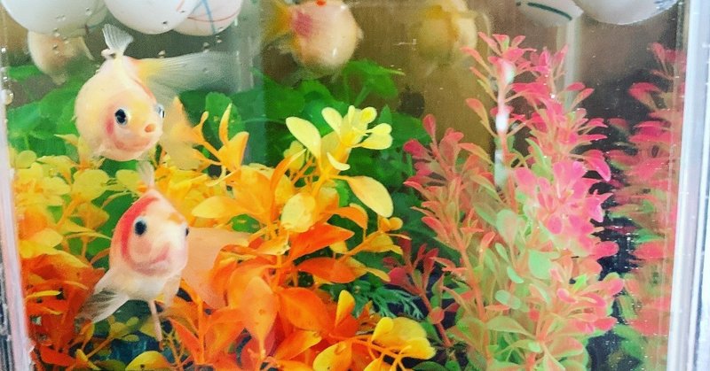 金魚と10年前を振り返る いわたけいこ らっぱと作編曲家 Note