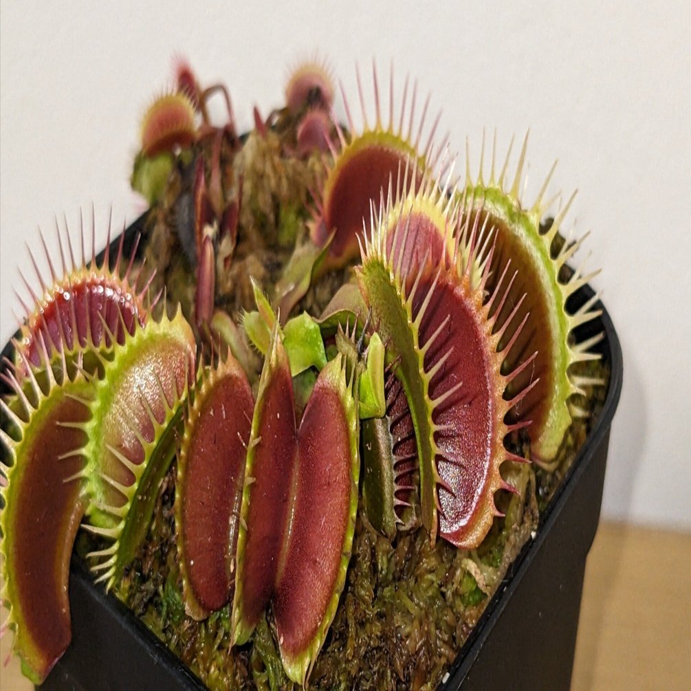 食虫植物ハエトリソウ｜こう