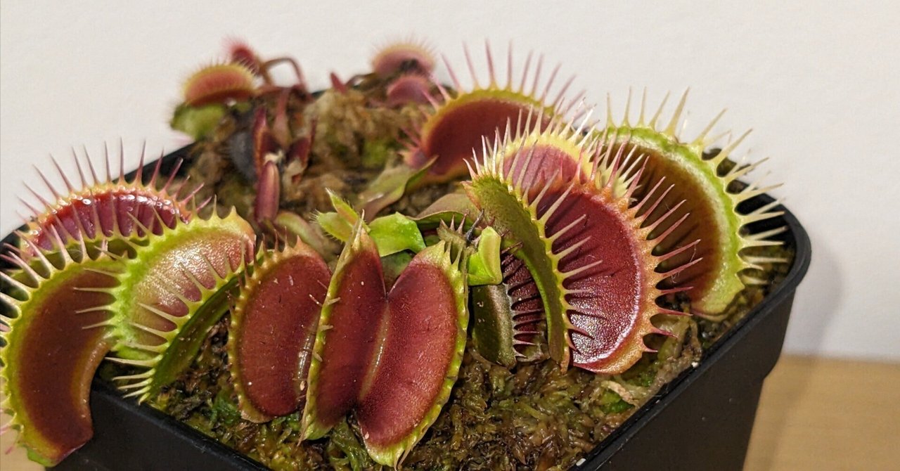 食虫植物ハエトリソウ｜こう