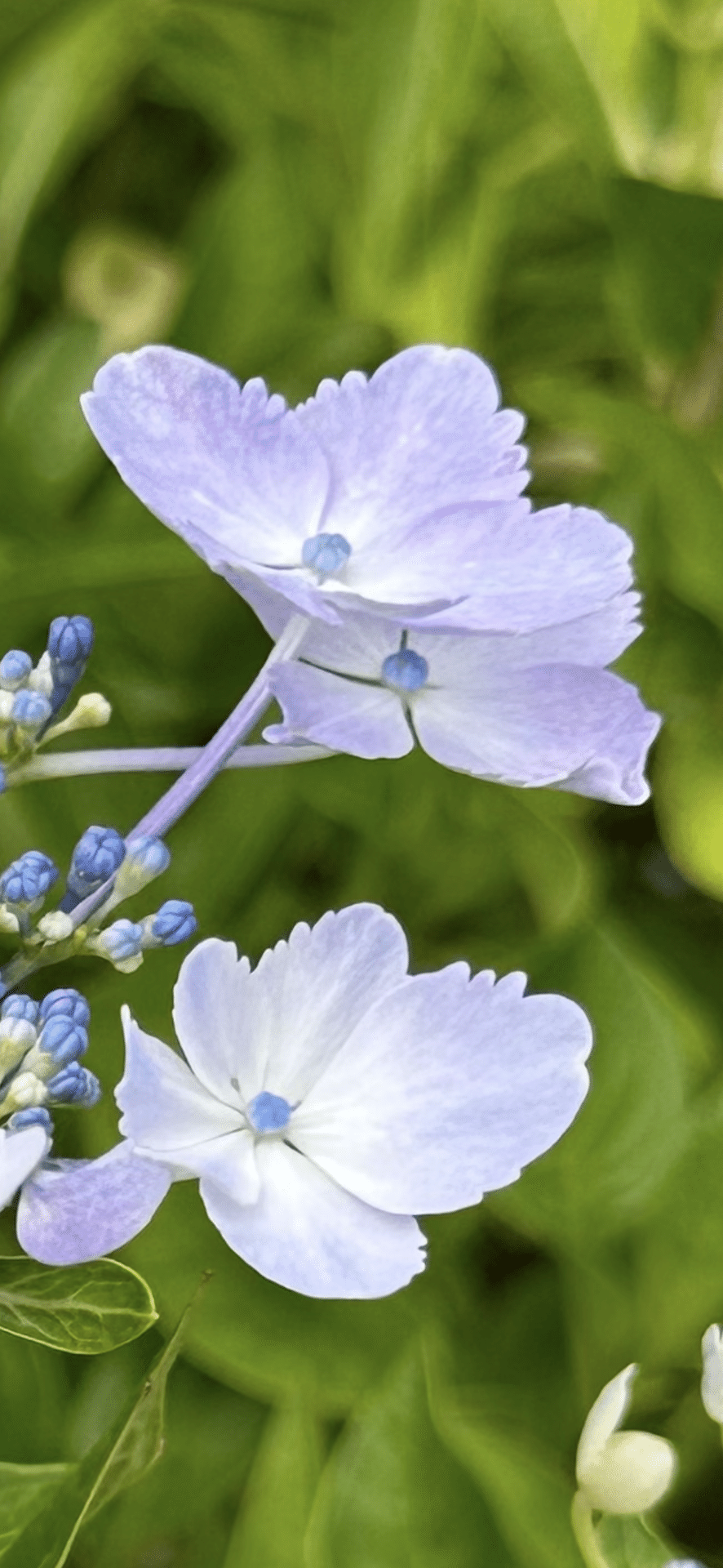 蜜柑葉額紫陽花 ｜EGGSEED