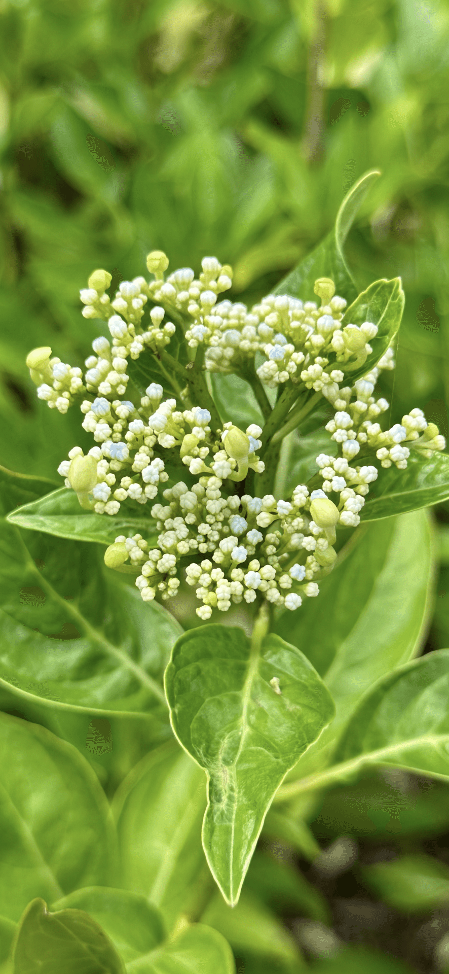 蜜柑葉額紫陽花 ｜EGGSEED