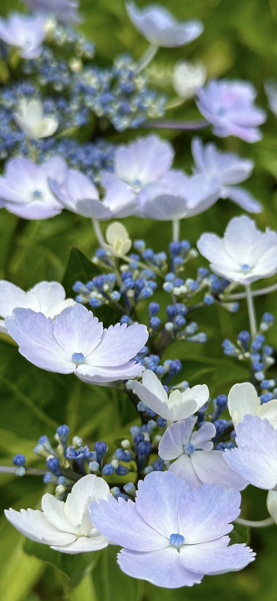 蜜柑葉額紫陽花 ｜EGGSEED