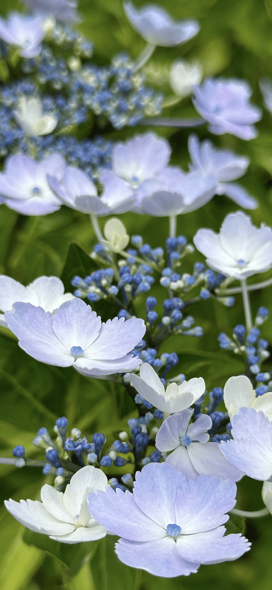 紫陽花KAMIKA 文京区あじさいまつり💠 白山神社⛩️ カラフルな紫陽花が