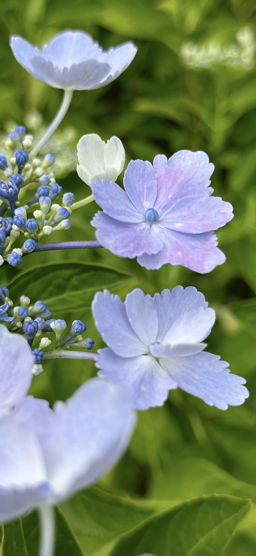 蜜柑葉額紫陽花 ｜EGGSEED