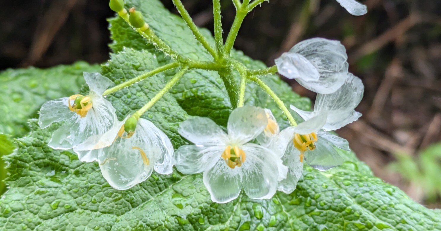 6e17169b419e98945ea47ed4f82807