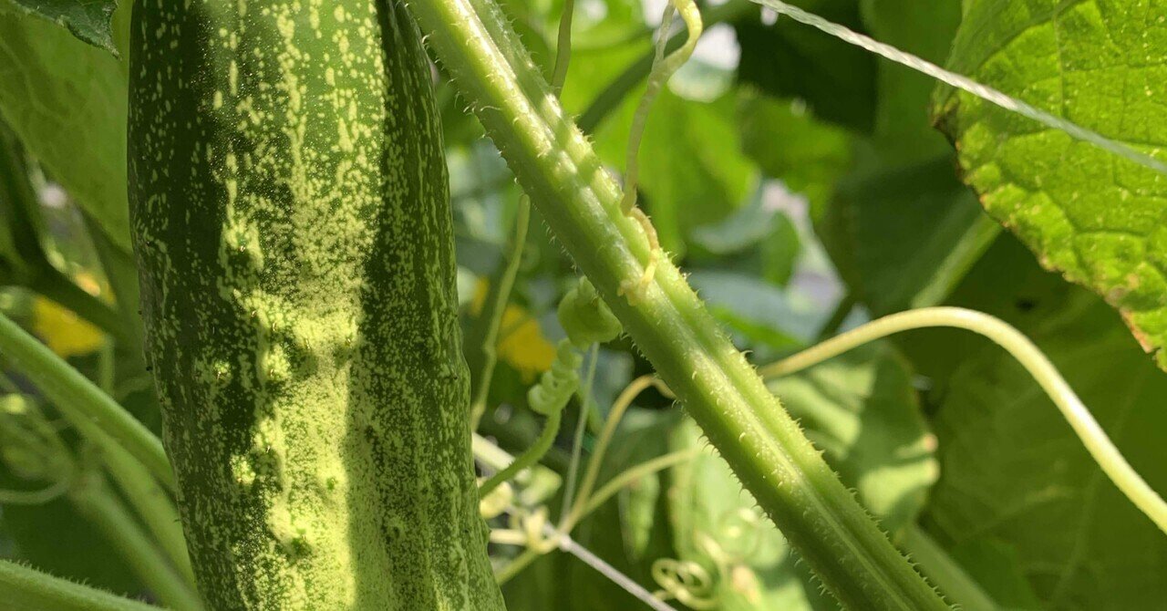 育てて食べた】復活した青森の伝統野菜 糠塚きゅうりはデカくて甘くて
