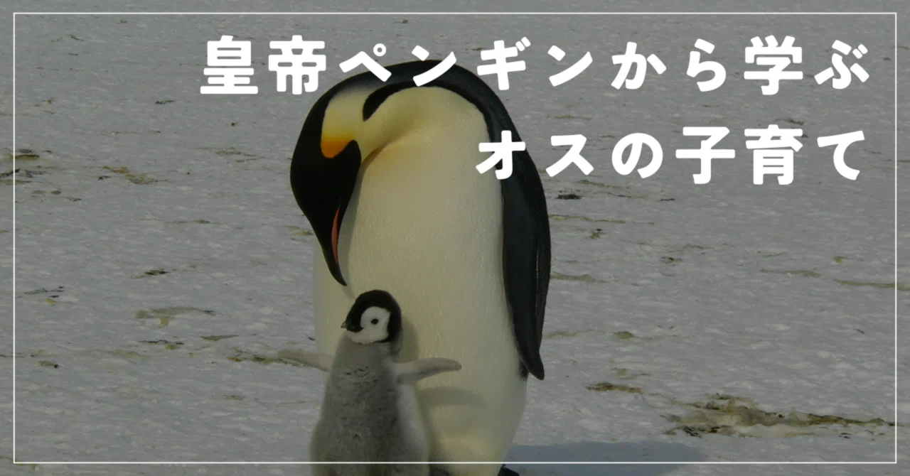 皇帝ペンギン様専用(皇帝ペンギン様専用 (コウテイペンギン 皇帝ペンギン様専用(皇帝ペンギン様専用 (コウテイペンギン