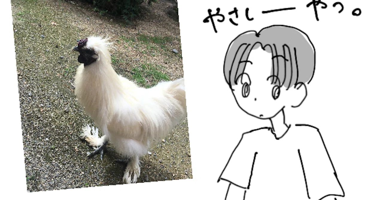鶏を飼ってみた。彼らは星の王子さまが愛した一輪のバラ。畜産について 