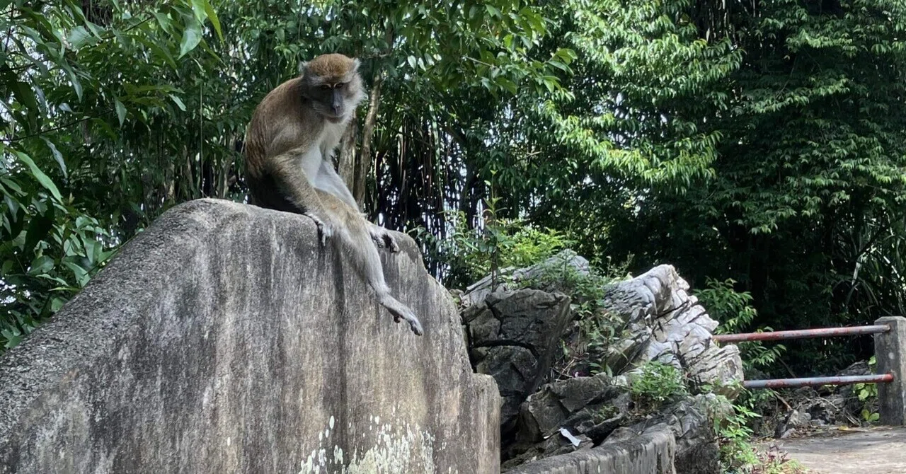 マレーシア旅その3〜お猿に睨まれたイポー2日目〜｜加藤えみ