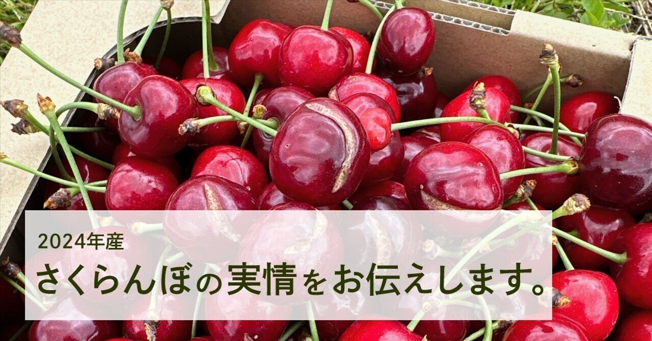 さくらんぼ❤︎⑅‪‪‪‪‪‪‪◡̈*‪‪様 ご確認用☺︎✨ 2024年さくらんぼの実情をお伝えします｜鶴岡市ふるさと納税公式note