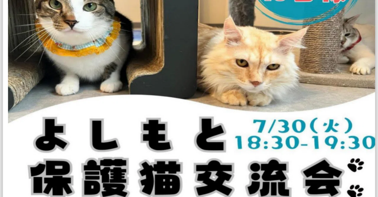 拝啓ねこ様の今年の目標！｜haikeinekosama