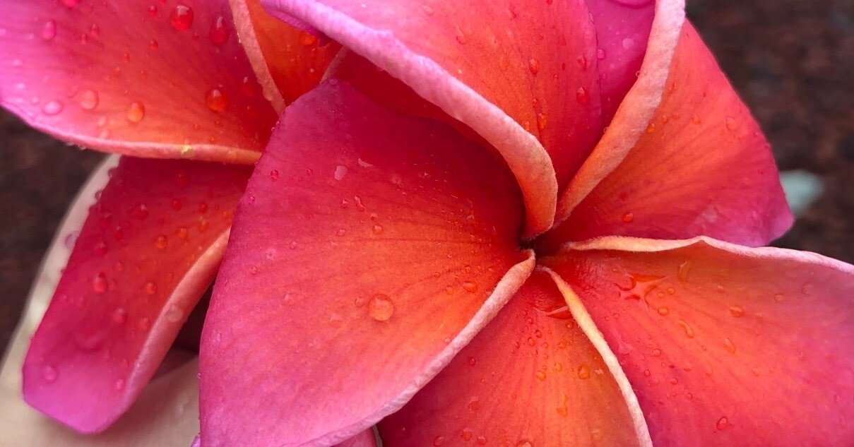 プルメリア4月〜5月｜nahai