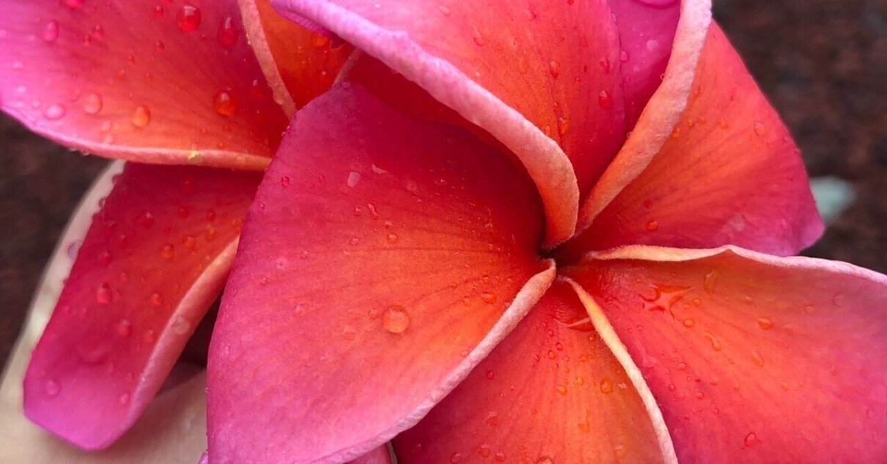 プルメリア4月〜5月｜nahai