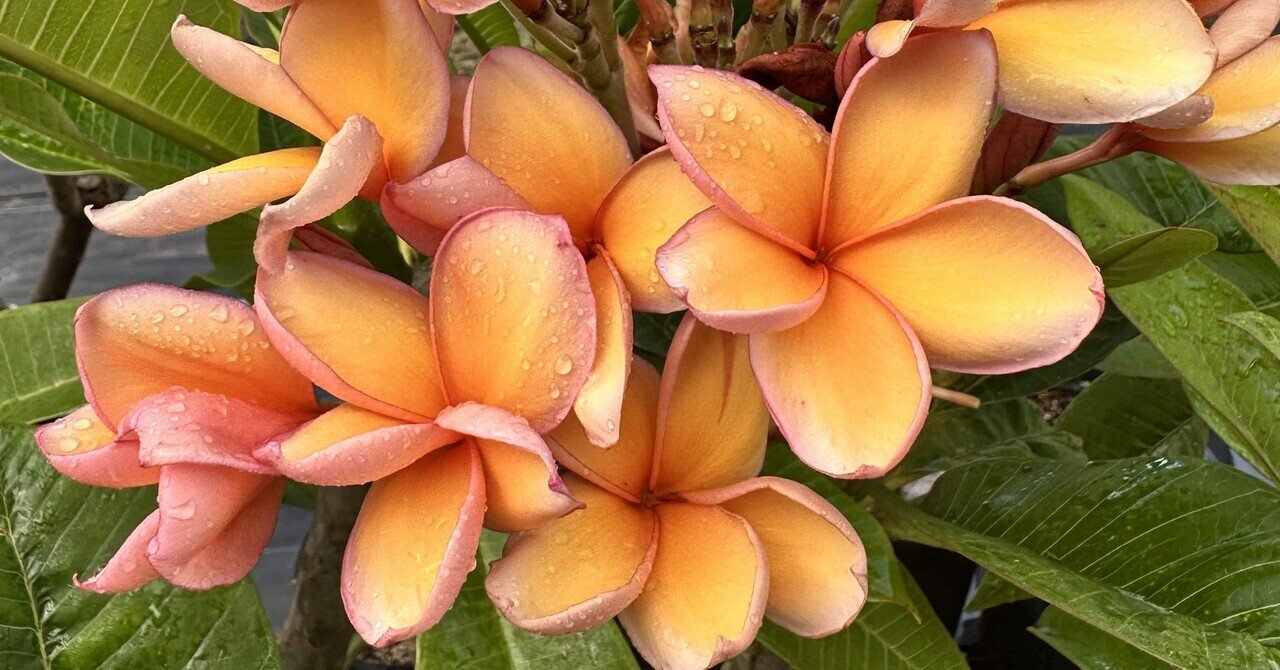 プルメリア様 や*へ様 プルメリア ジャマイカファイヤー Plumeria Jamaica