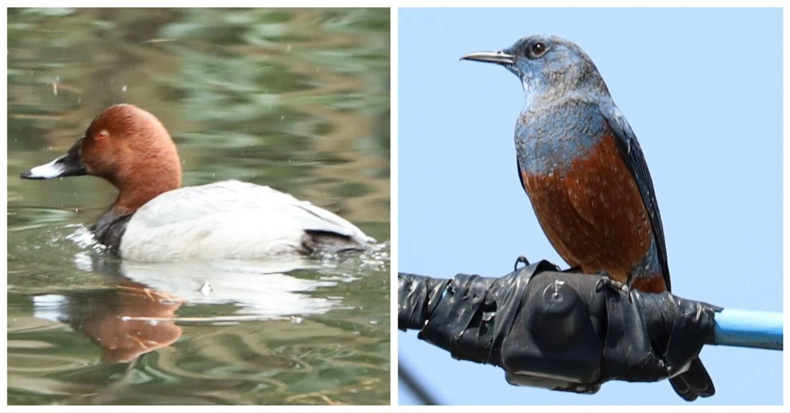 野鳥観察プチ：】ホシハジロの名前の由来・イソヒヨドリの羽色の個体差