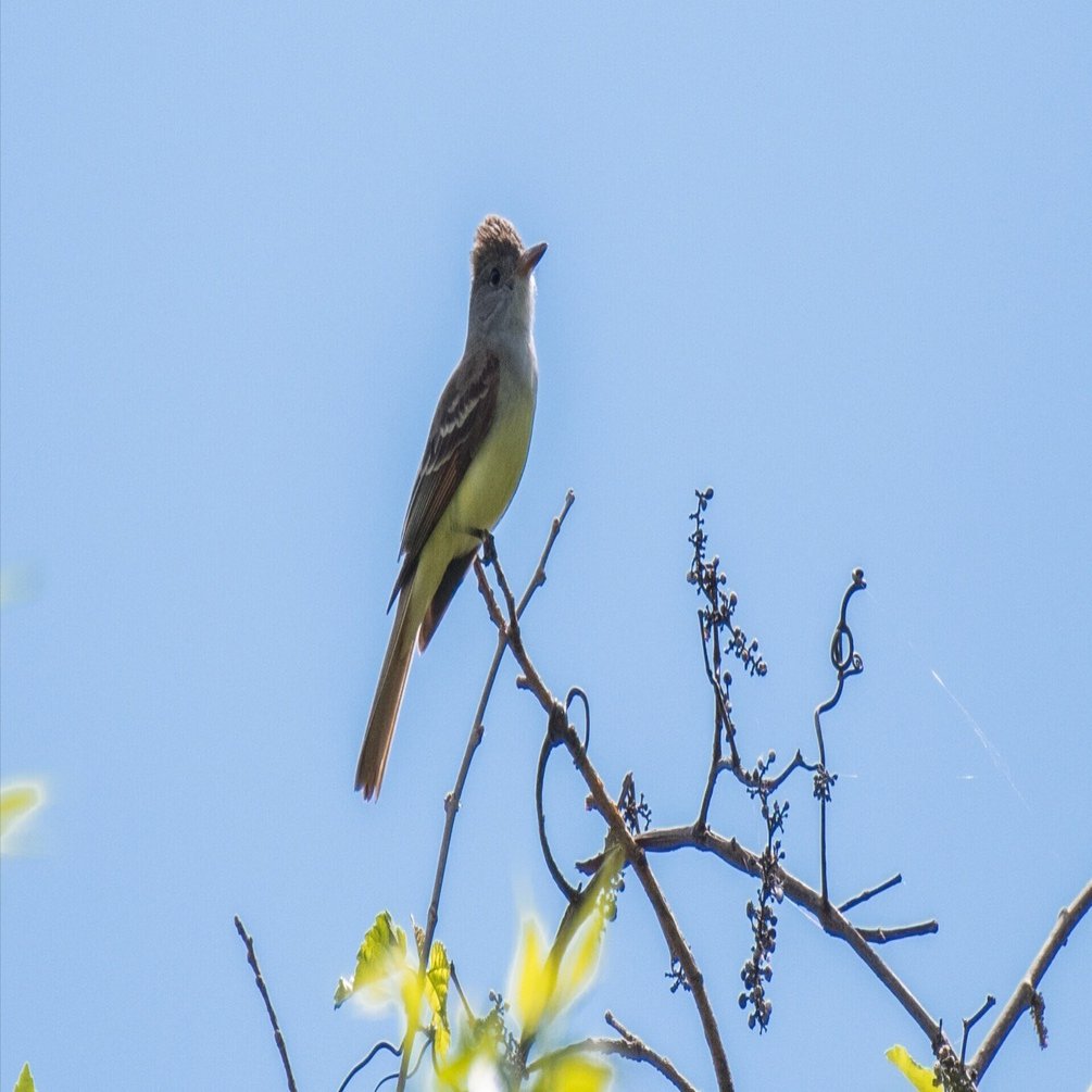 シカゴでバードウォッチング！】 Great Crested Flycatcher オオヒタキ