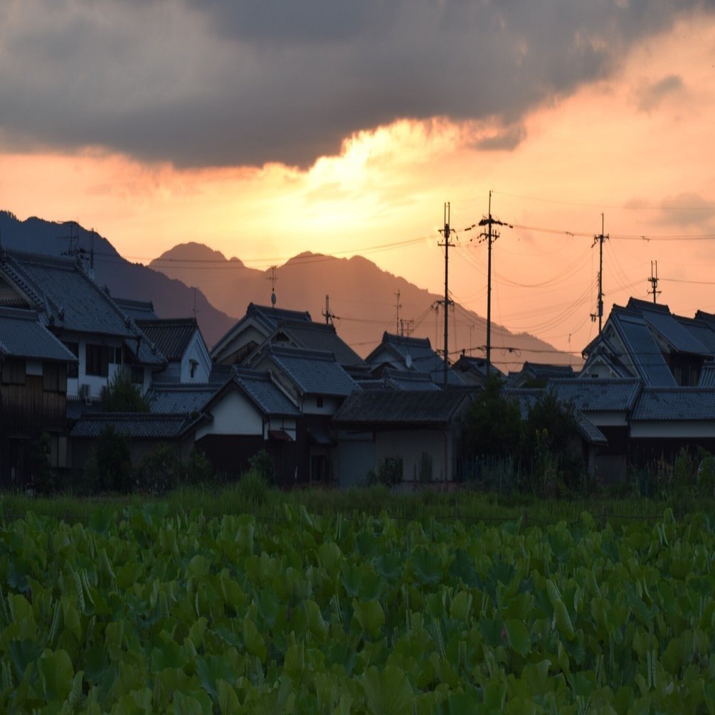 夜明けに蓮の花の咲く音を聴く(リベンジ編）（R6-6-6）｜高坂正澄