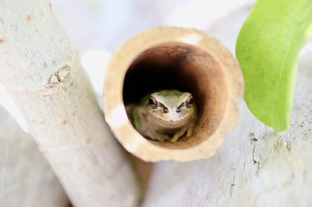 アマガエルセラピー 18｜久保カエル