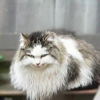 ホシガラス