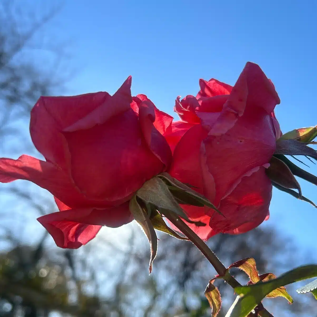 花空