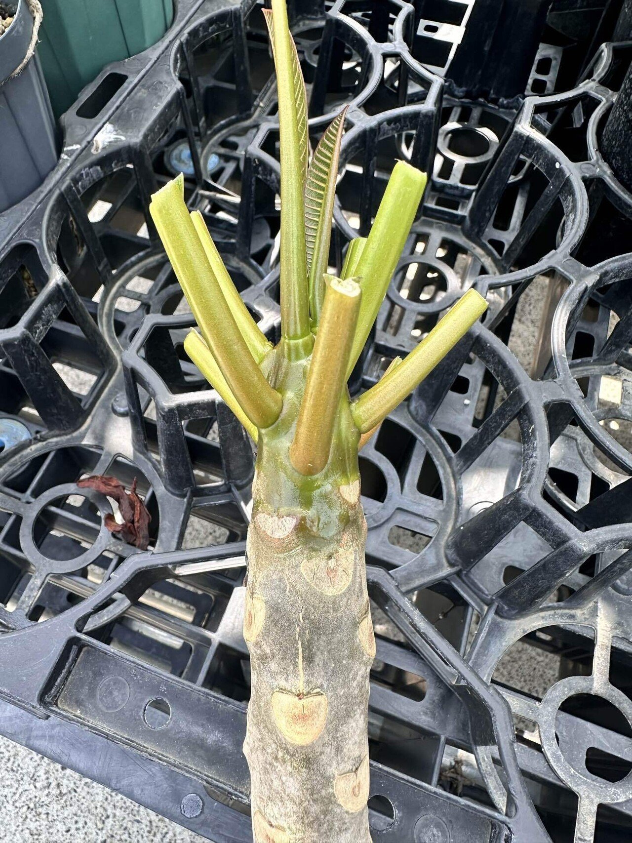 プルメリア訳あり11鉢 4号鉢ラベル紛失一つ有り　輸送中の葉痛み予想されます プルメリア訳あり11鉢 4号鉢ラベル紛失一つ有り 輸送中の