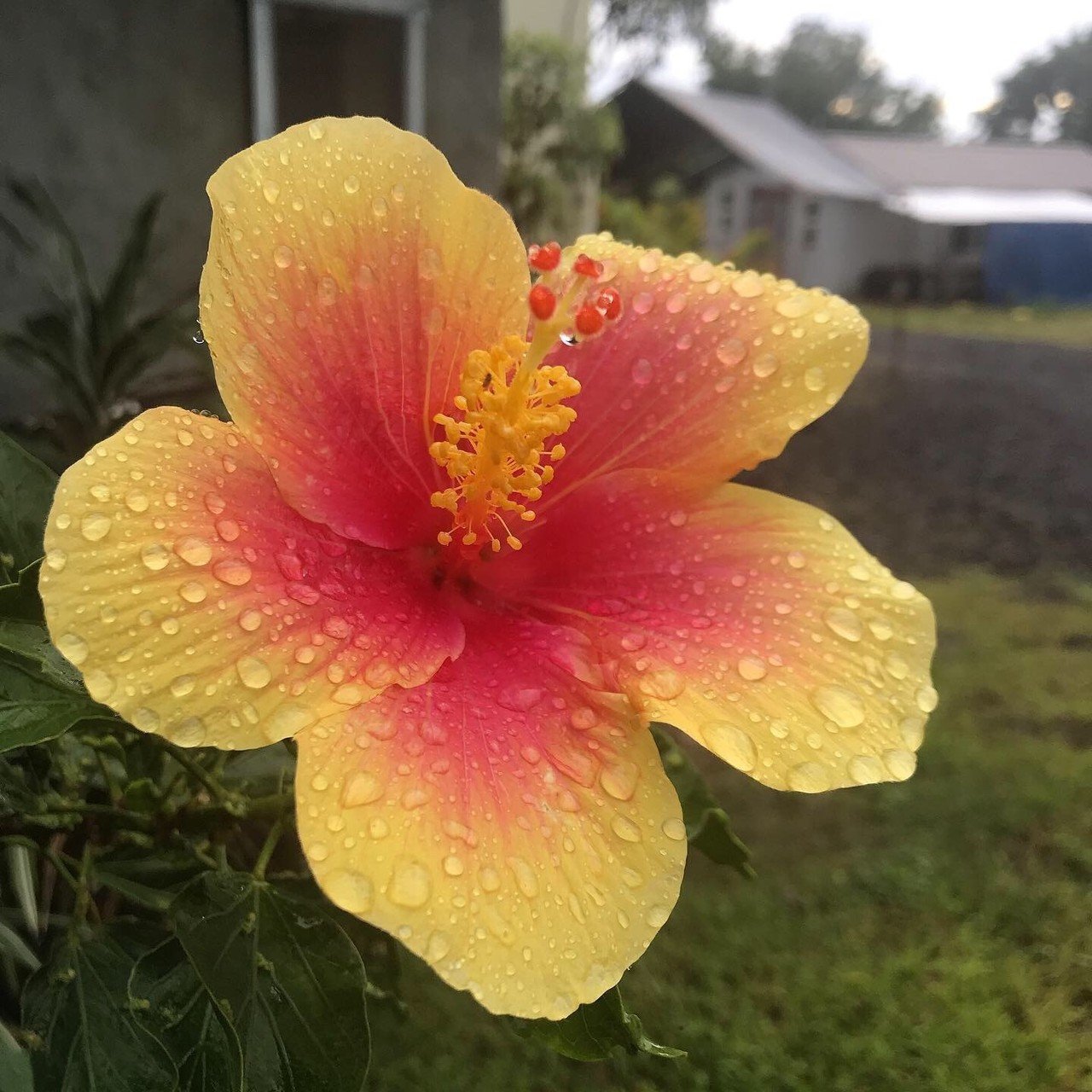 初めてのハワイ島 Hale Aina Note 初めてのハワイ島 Hale Aina Note