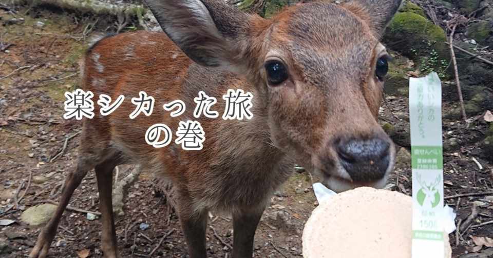鹿との時間 プライスレス 奈良 京都の旅 奈良編 ゆきどっぐ
