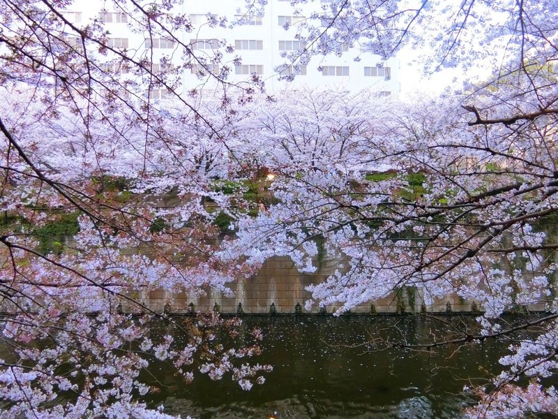 出目金のクロちゃんにライブカメラをつける理由 ミワンダフル Note