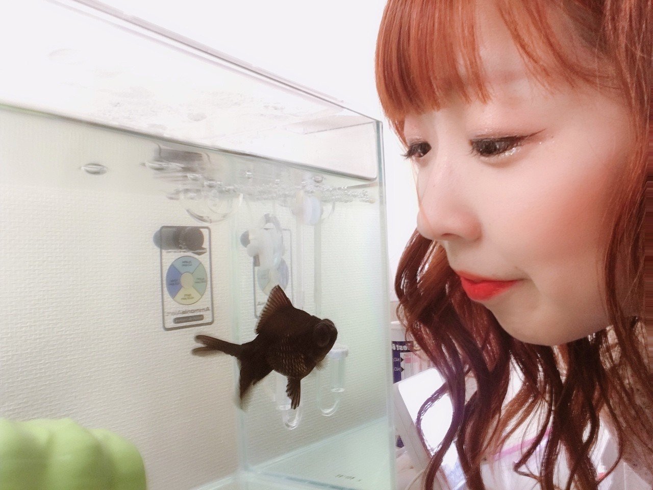 出目金のクロちゃんにライブカメラをつける理由 ミワンダフル Note 出目金のクロちゃんにライブカメラをつける理由 ミワンダフル Note